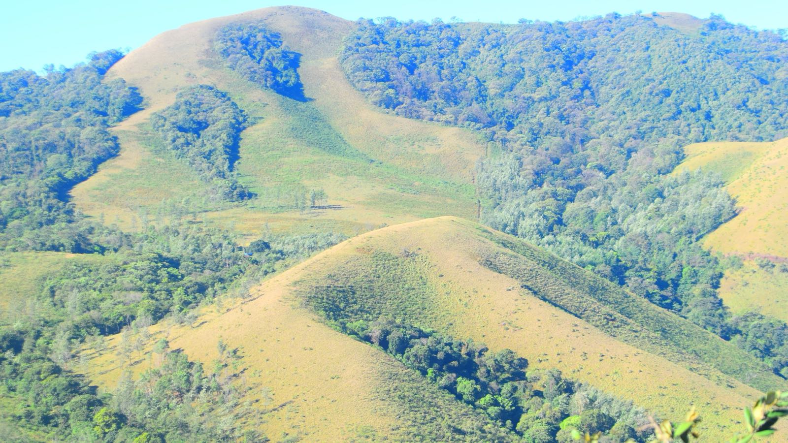 Rolling grassy hills with dark patches of shola forest in the folds, near Mullayanagiri