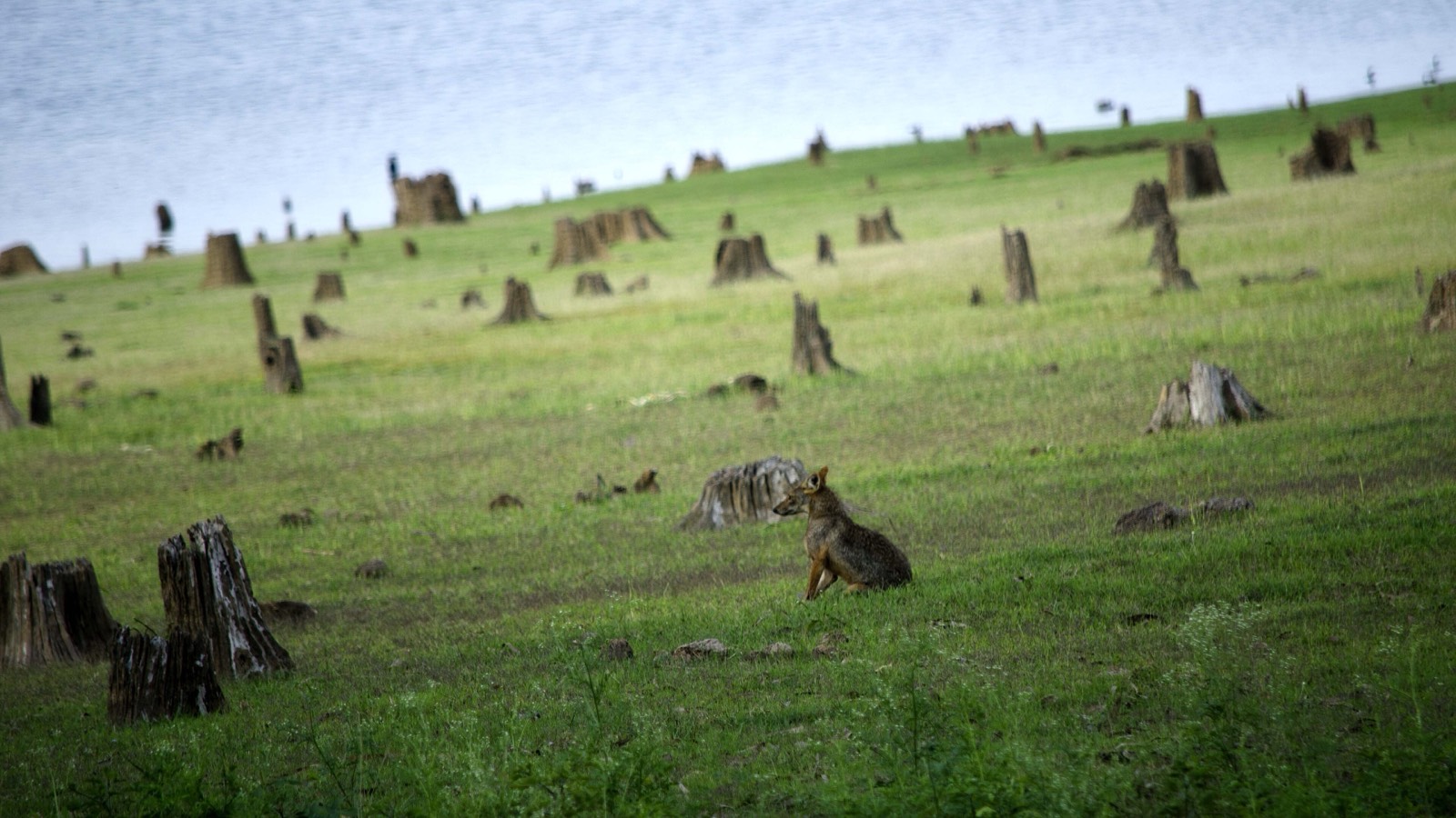 A jackal sitting on a green, grassy shore dotted with old tree stumps, with the Kabini backwaters behind
