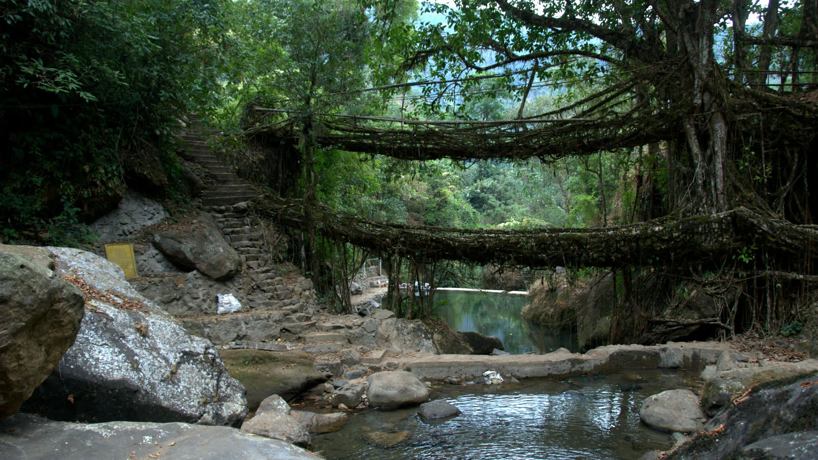 The Double Decker living root bridge at Nongriat, two tiers of woven tree roots spanning a rocky stream in thick forest
