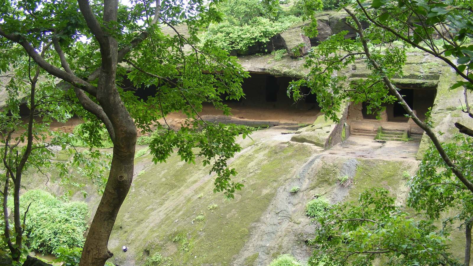 Rock-cut cave entrances at Kanheri seen through green trees, above a sloping face of mossy rock