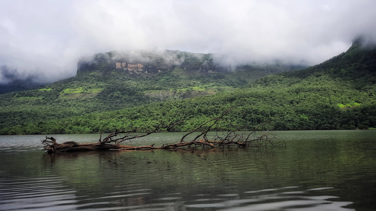 The still Kundalika river with a fallen tree in the water and forested hills under low cloud