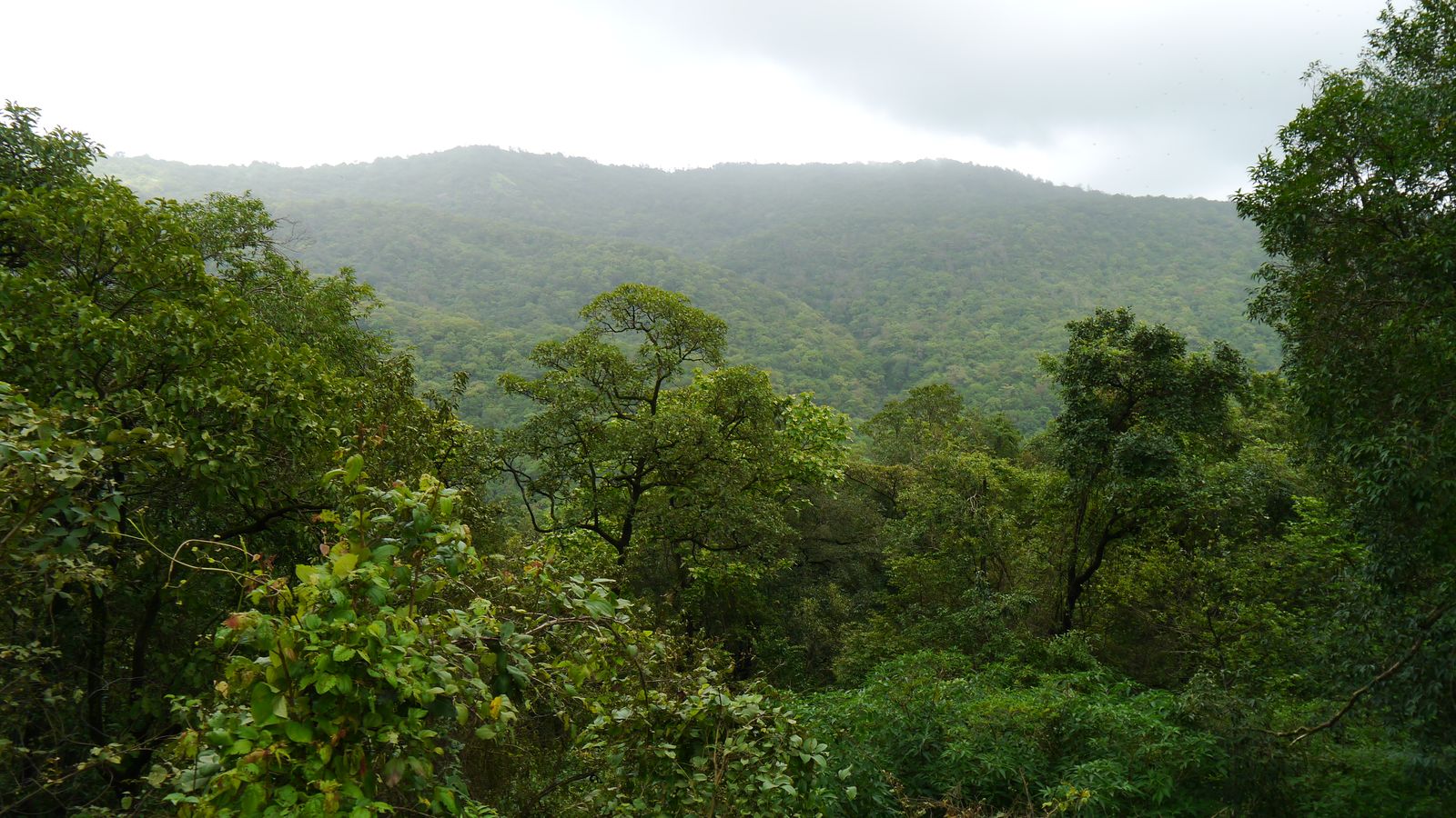 Dense green forest and a misty ridge in Tungareshwar Wildlife Sanctuary during the monsoon