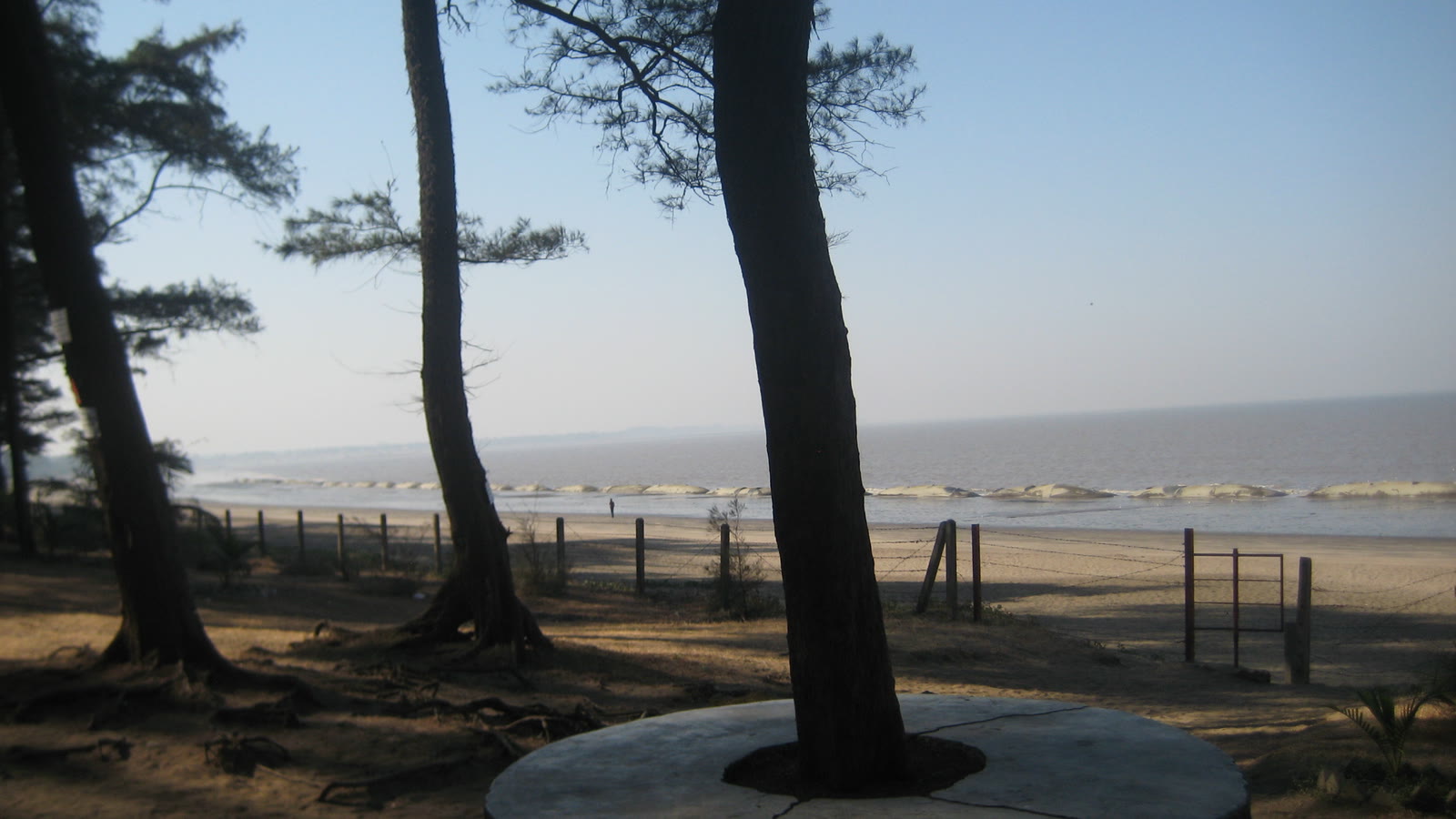 Casuarina trees in the foreground and a wide, empty beach with low waves beyond a wire fence