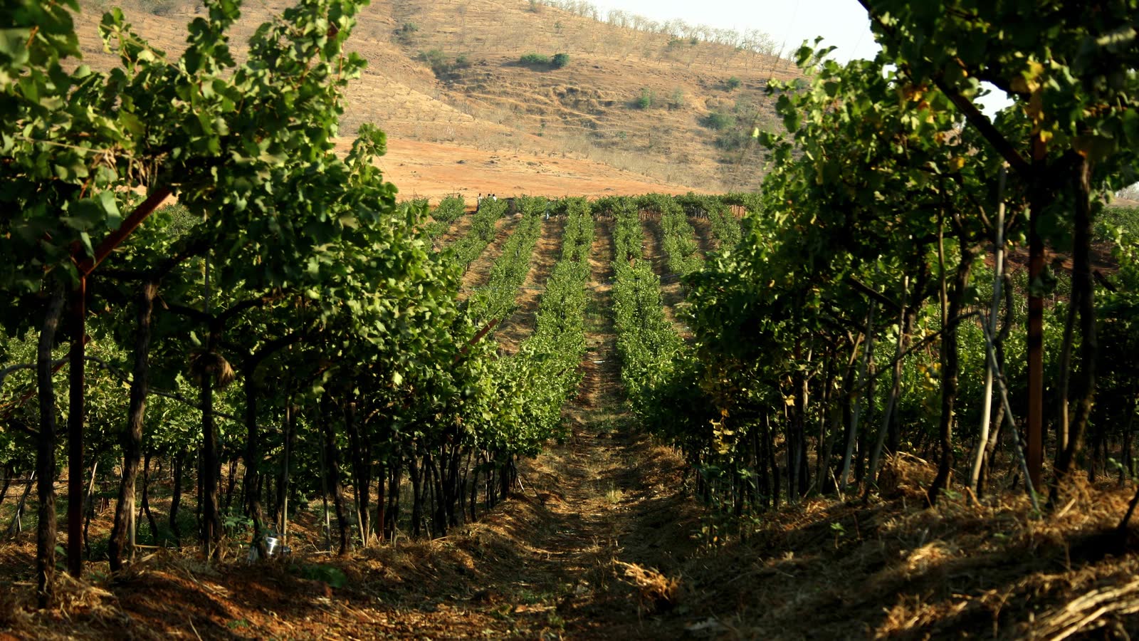Rows of green grapevines running towards a dry hillside at a Nashik vineyard
