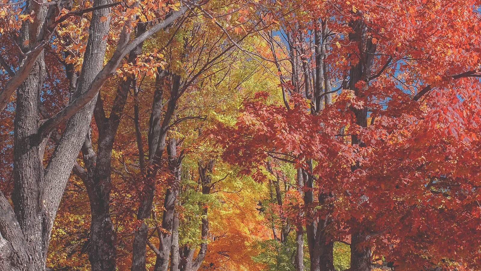 Maple trees in red, orange and yellow autumn colour in the Catskill Mountains