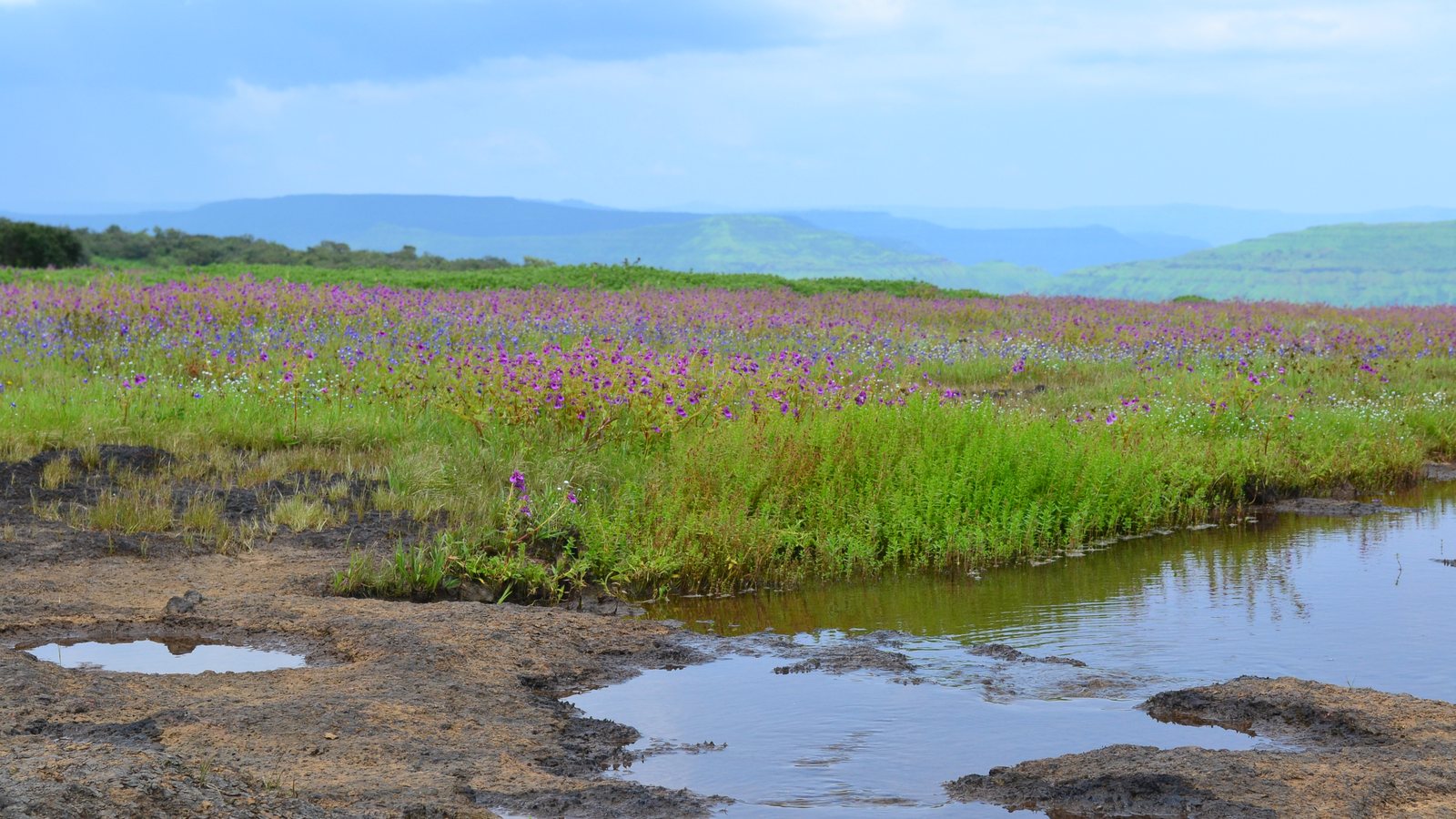 Purple and pink wildflowers across the flat top of Kaas Plateau, with rock pools in front and blue hills behind