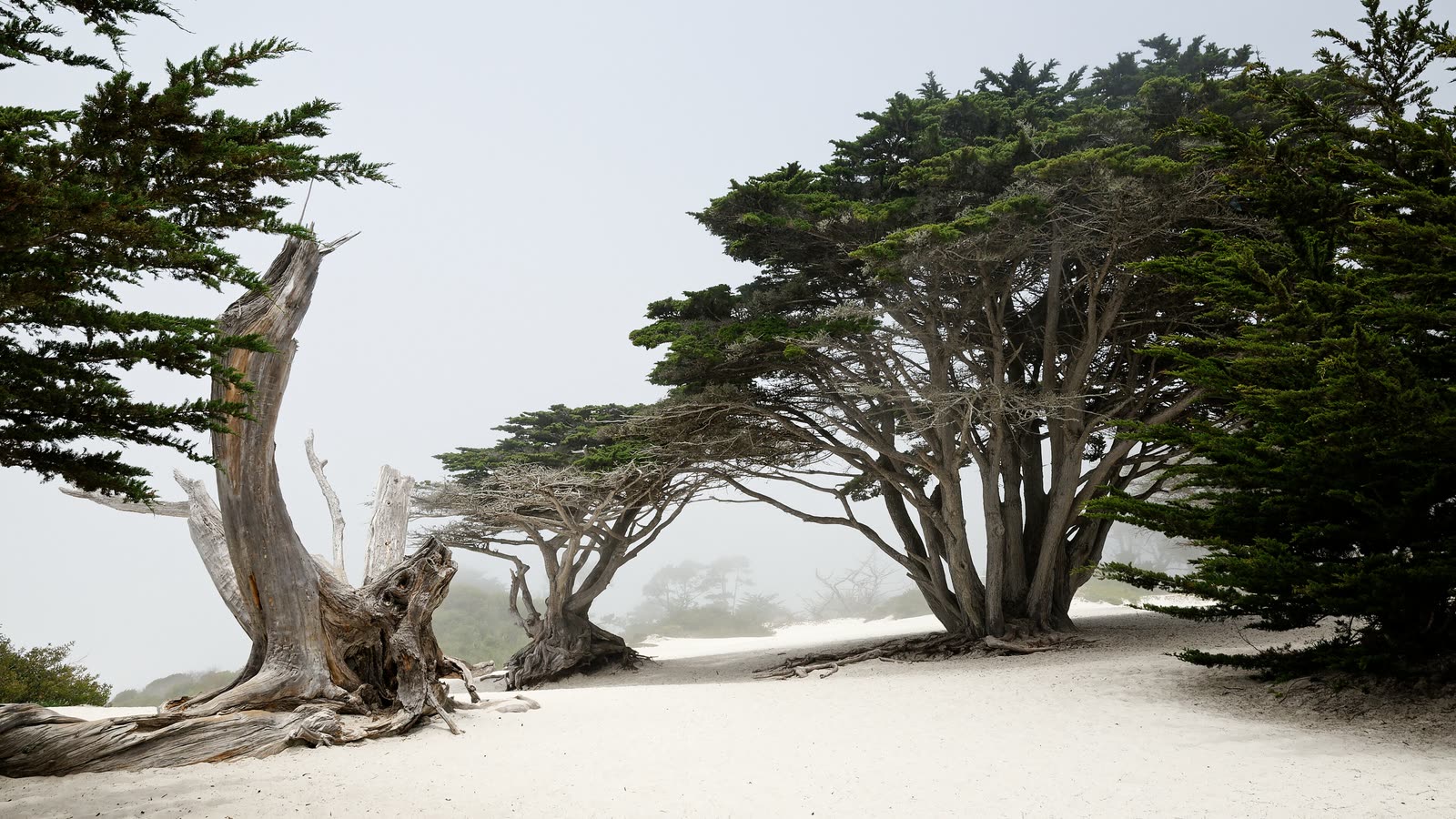 Wind-shaped Monterey cypress trees on white sand, in fog near Carmel Beach