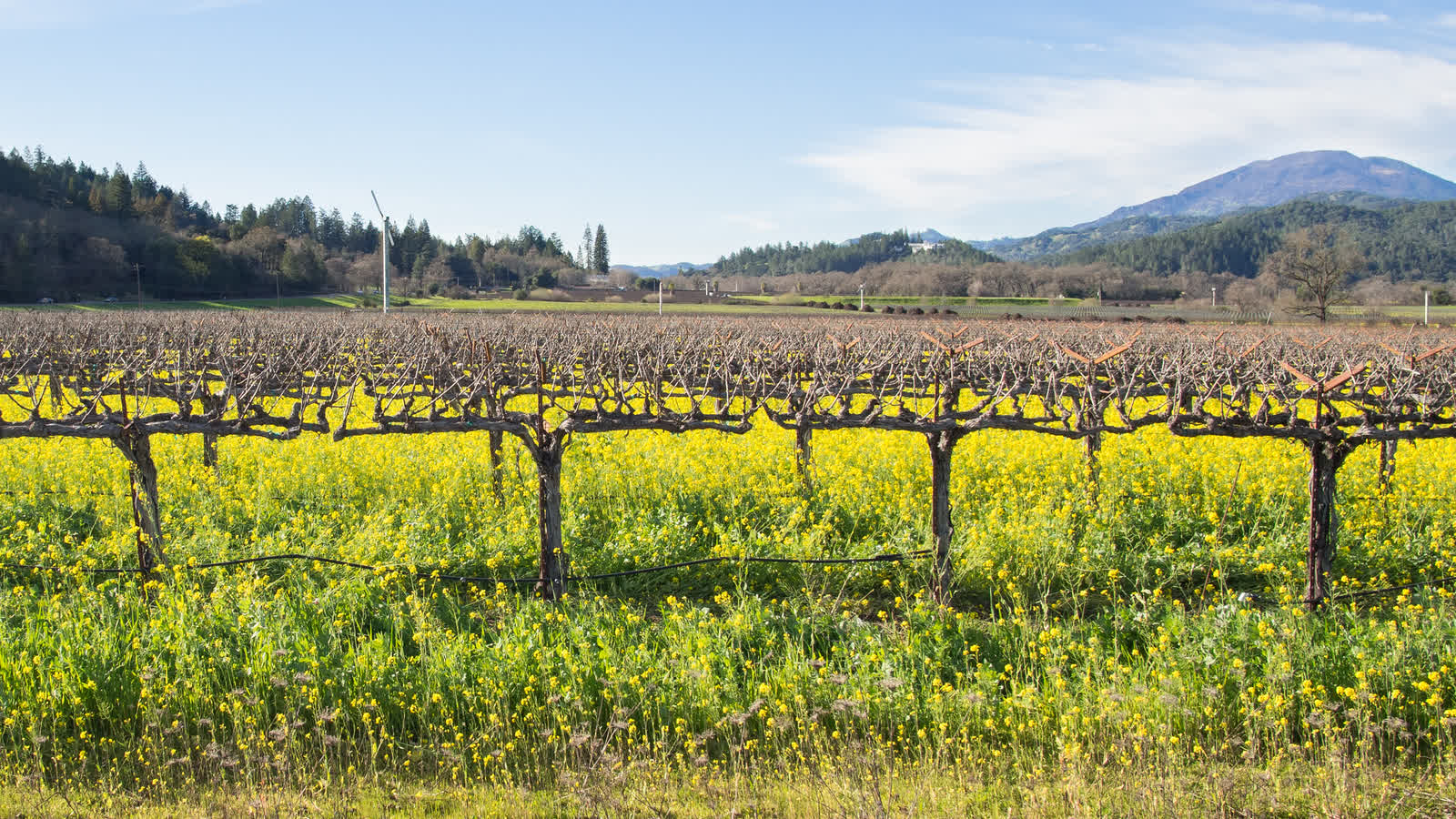 Rows of bare grapevines above a carpet of yellow mustard flowers, with a mountain behind